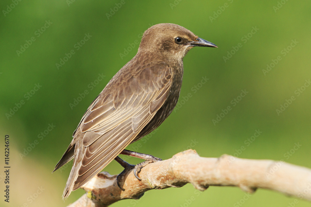 Obraz premium portrait young black starling sits on a branch