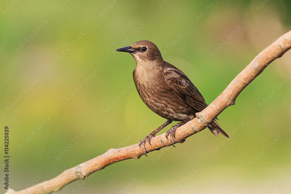 young starling sits on a branch young starling sits on a branch