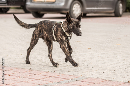 kurzhaariger gestromter Hollandse Herder läuft auf der Straße ohne Leine - holländischer Schäferhund