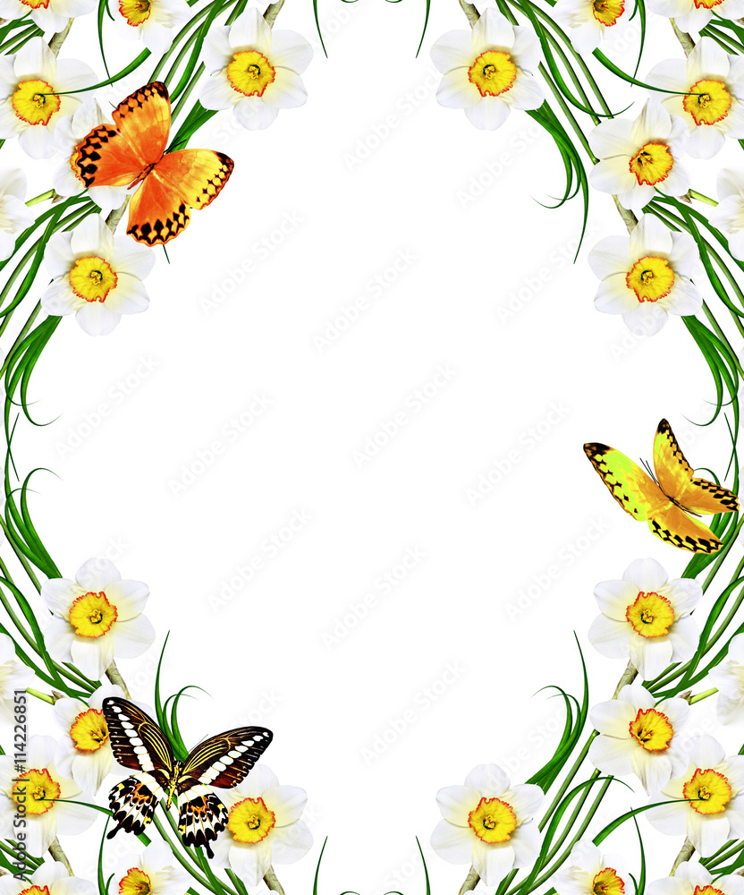 Fototapeta premium spring flowers narcissus isolated on white background