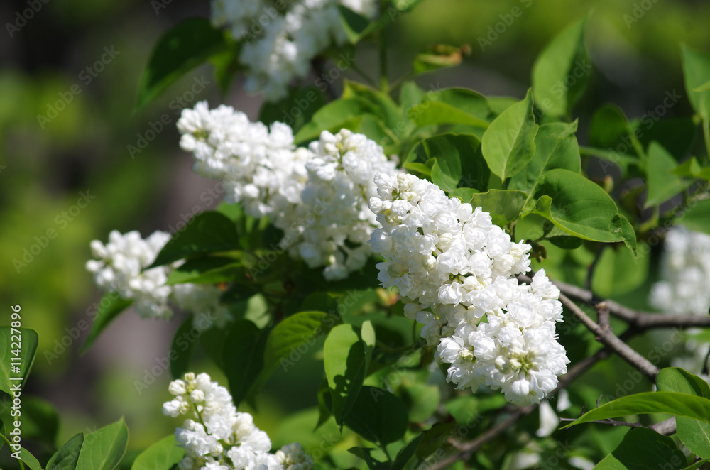 Branches of white lilac blossoms in spring Branches of white lilac blossoms in spring