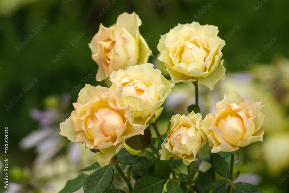 Obraz premium Rose in the garden