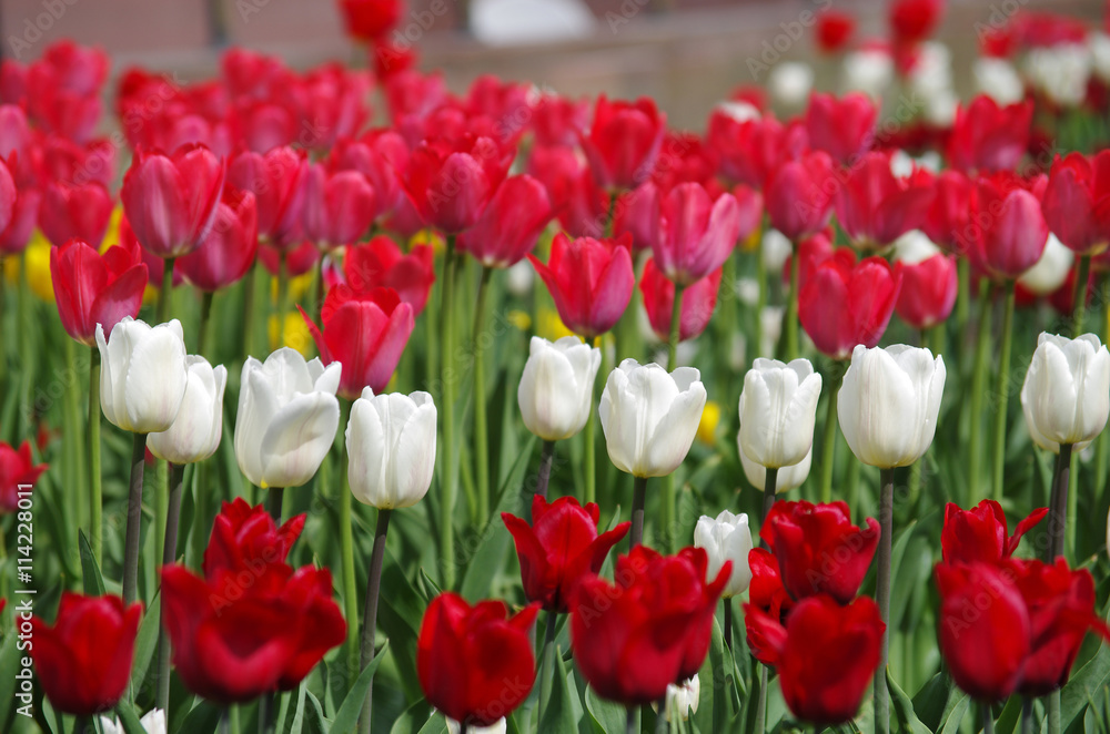 Tulips in the garden