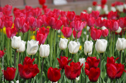 Tulips in the garden