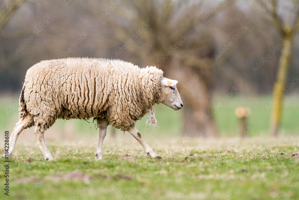 Fototapeta premium sheep on the field