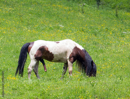Canvas Print male horse in erection