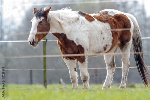 Billede på lærred horse in the meadow
