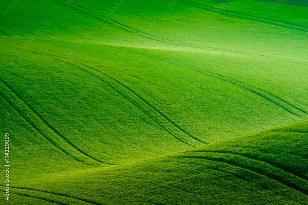 Naklejka premium Green wavy hills in South Moravia