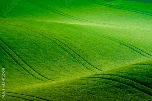 Tableau sur toile Green wavy hills in South Moravia