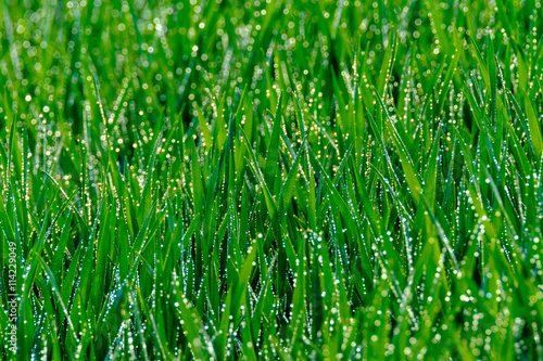 Grass with dew drops