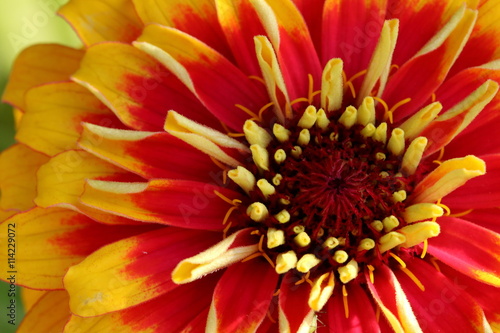 Red and Yellow Zinnia flower close up.