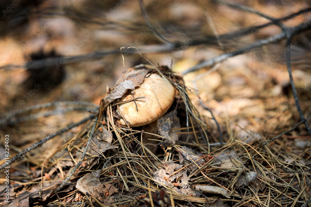 Obraz premium Mushrooms in nature with shallow depth of field
