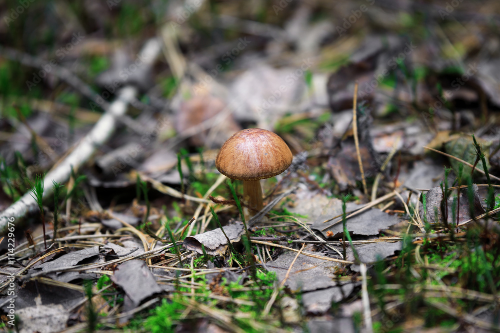 Mushrooms in nature with shallow depth of field Mushrooms in nature with shallow depth of field