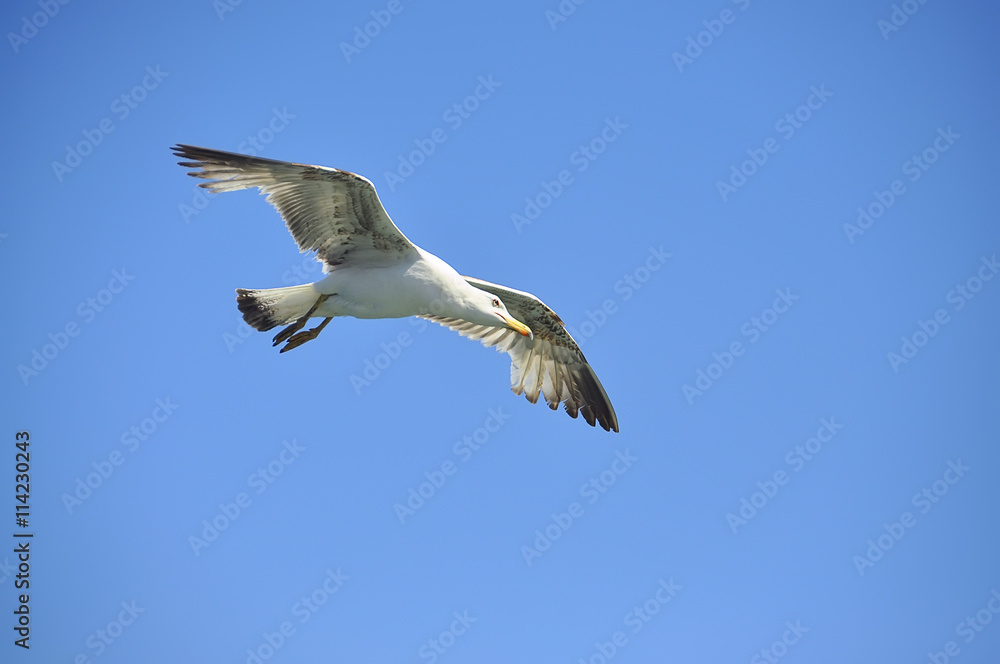 Obraz premium seagull in flight against a bright blue sky. great wings outstretched. 