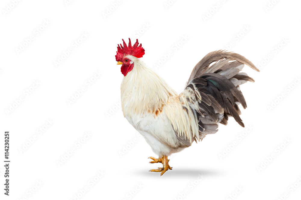 Fototapeta premium beautiful cock