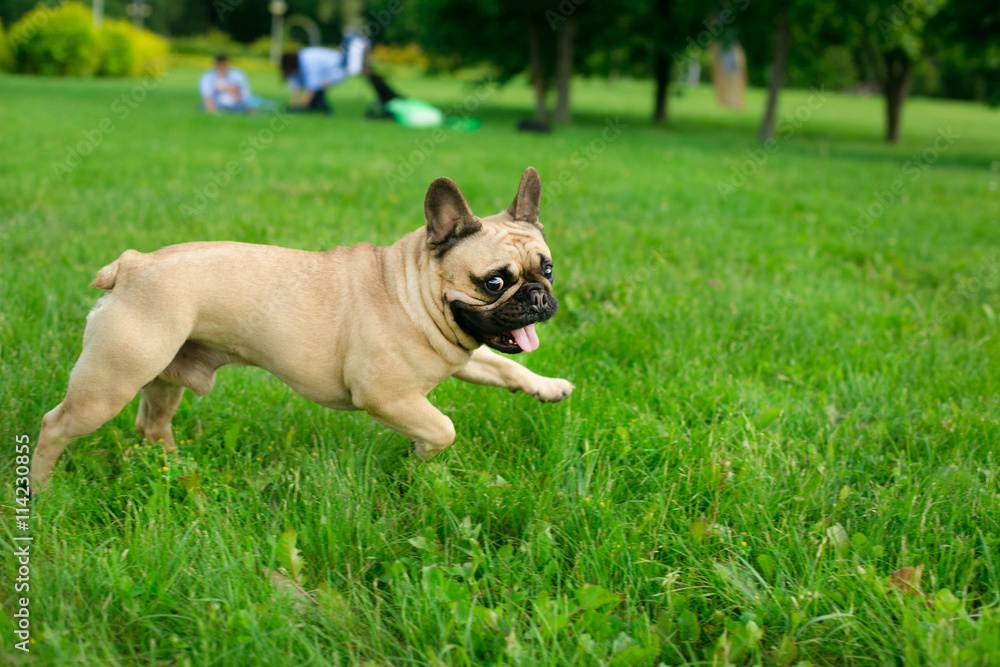 Obraz premium Cute dog breed Bulldog relaxing in the grass