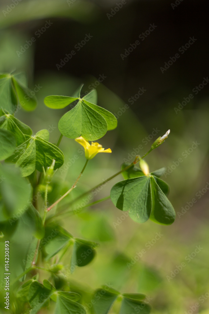 Abstract background with plants. Abstract background with plants.