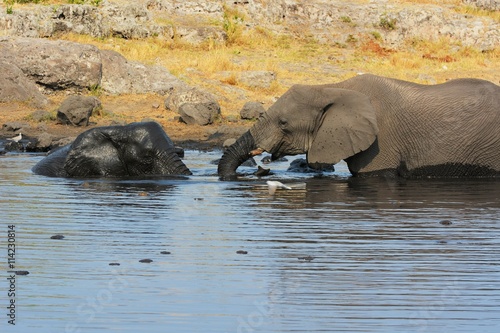 Elefanten baden im Wasserloch  Etosha Nationalpark 
