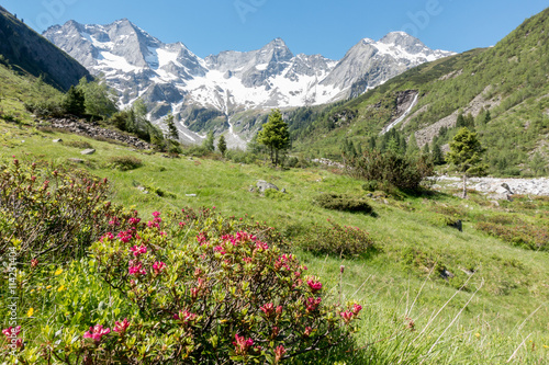 Alpenrosen in herrlicher Berglandschaft