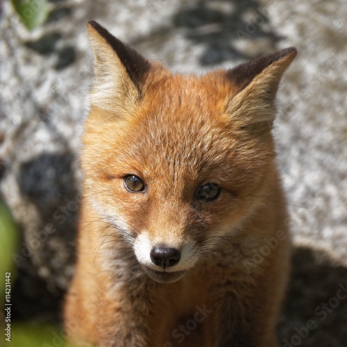 Cute fox puppy close up. Red fox (Vulpes vulpes) cub in portrait. Sweet little wild animal with a big rock on the background.