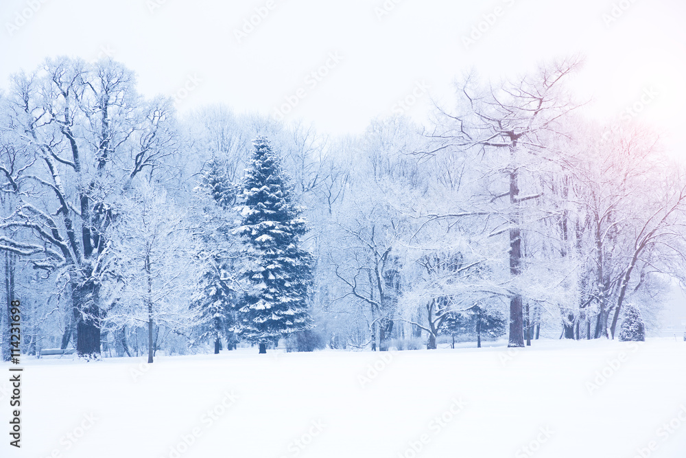 Winter background, landscape. Winter trees in wonderland. Winter Winter background, landscape. Winter trees in wonderland. Winter