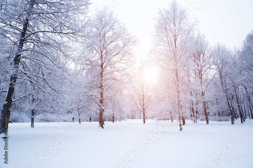Winter background, landscape. Winter trees in wonderland. Winter © Miramiska