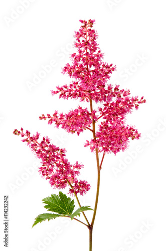 Fototapeta Naklejka Na Ścianę i Meble -  Prachtspiere (Astilbe)