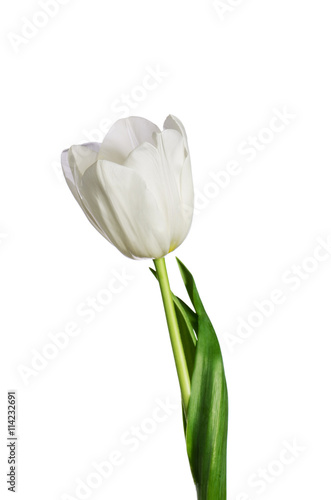 Fototapeta Naklejka Na Ścianę i Meble -  single white tulip isolated on a white background vertical