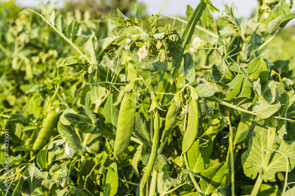 Pisum sativum L. - pea. Pisum sativum L. - pea.