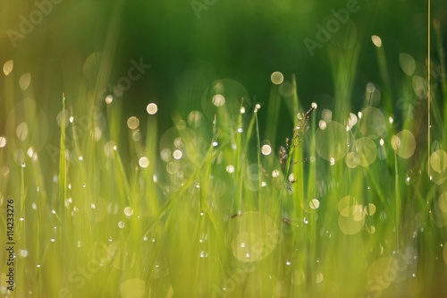 Wild young green grass covered with dewdrops