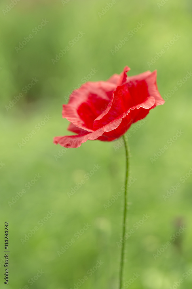 Red poppy flower in the green background