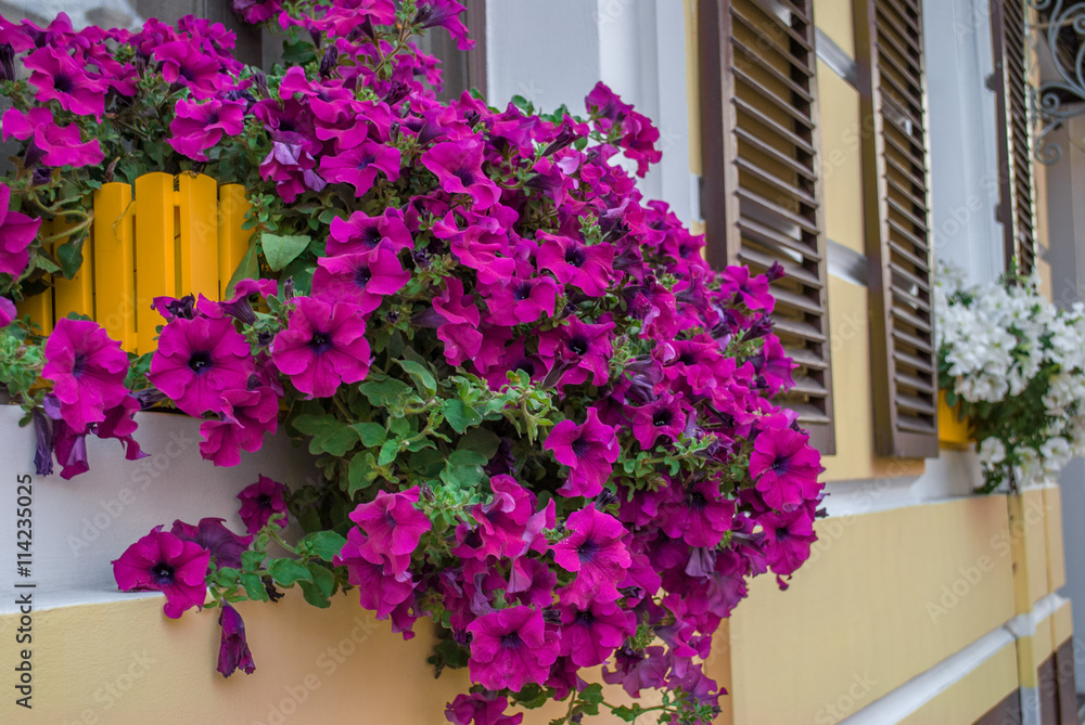 Fototapeta premium purple petunia flowers in the garden in Spring time / large petunias Image full of colourful (Petunia hybrida)
