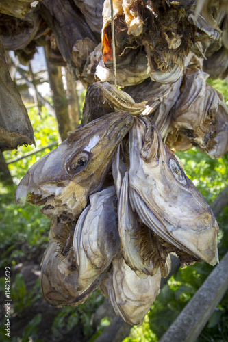 Stockfisch in Norwegen K  pfe Dorsch