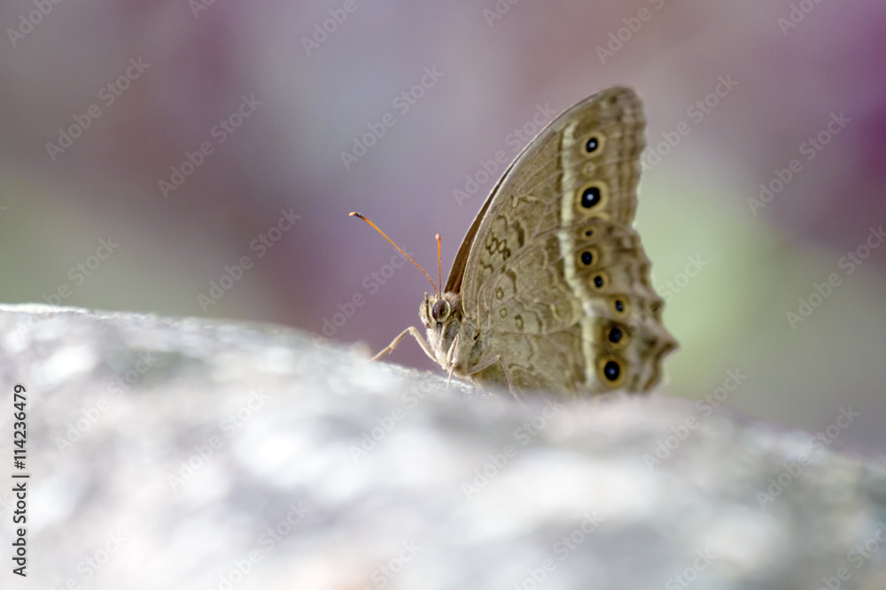 Fototapeta premium brush-footed butterflies,Satyrinae