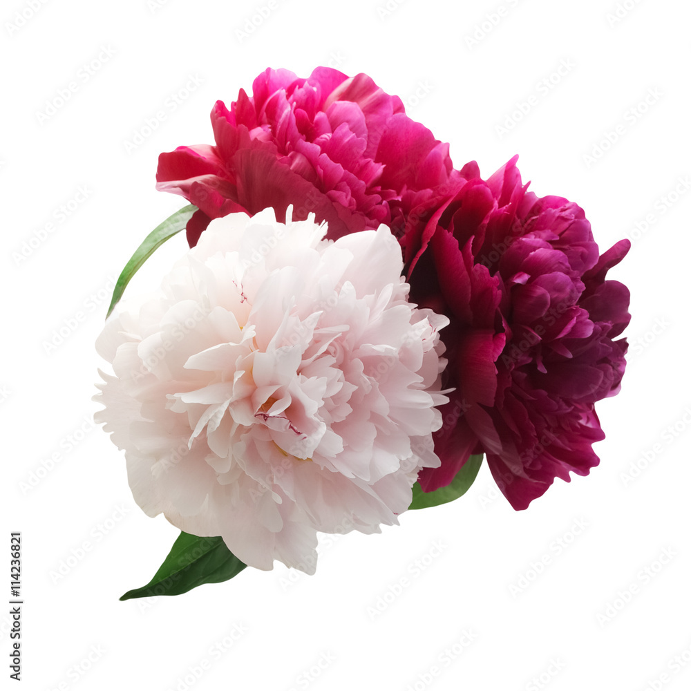 Pink and purple peony bunch on white background Pink and purple peony bunch on white background