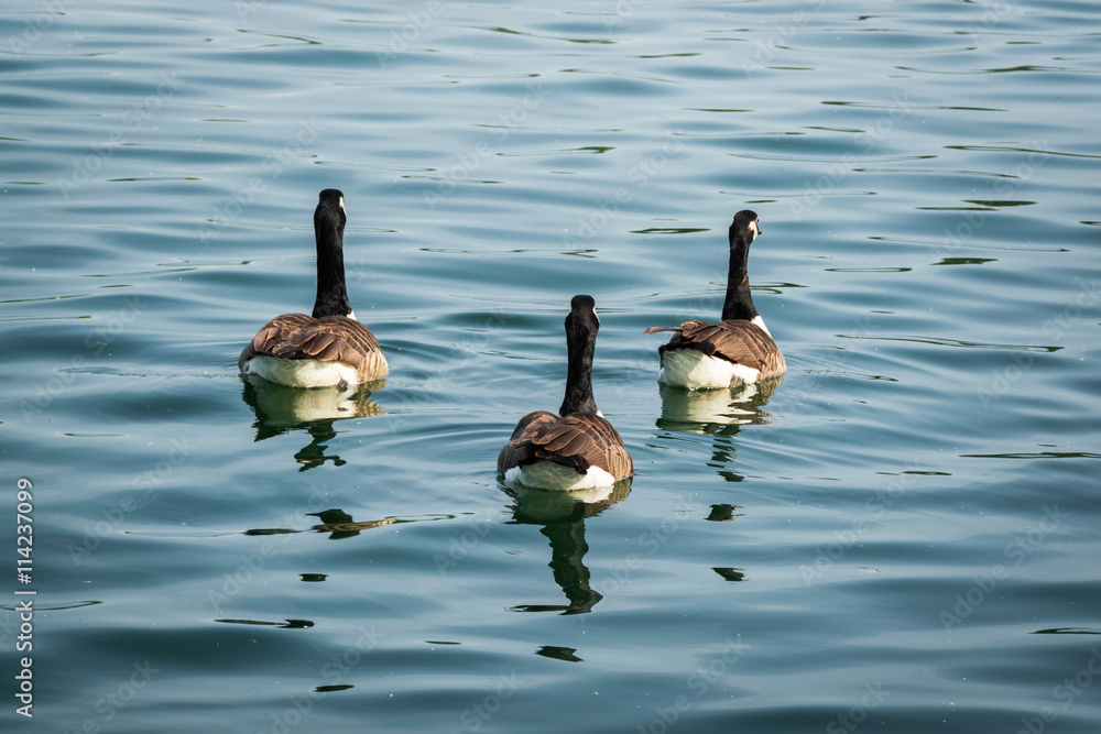 Fototapeta premium Three ducks in group swimming