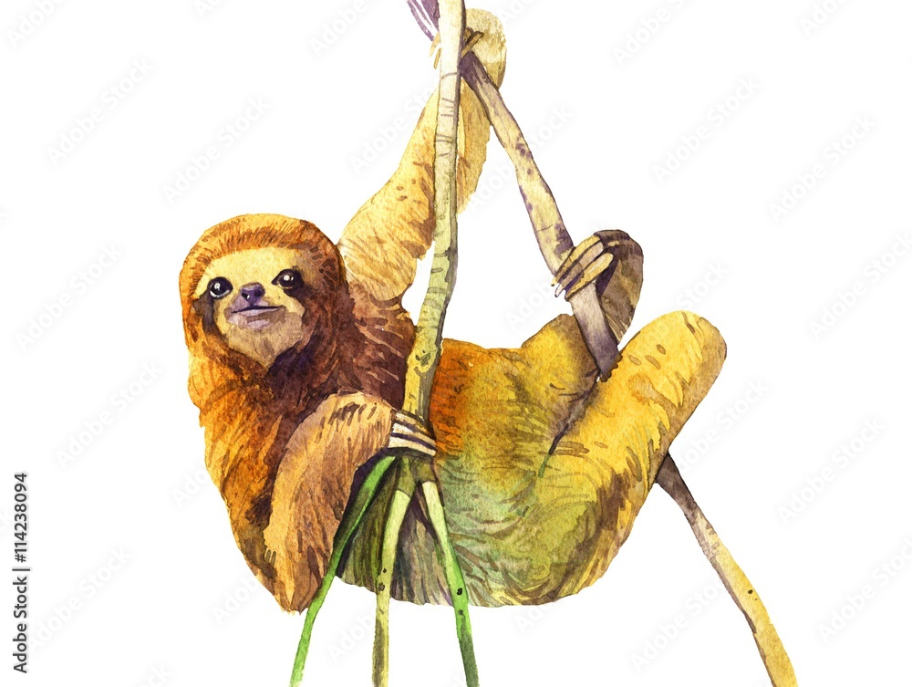 Fototapeta premium watercolor sloth