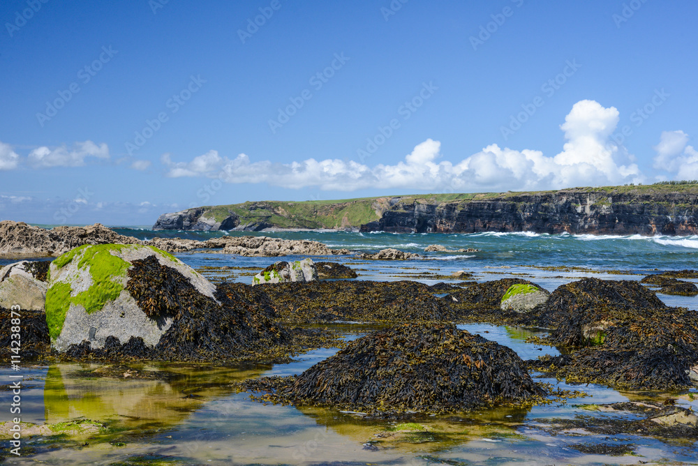 Seaweed covered rocks on the west coast of Ireland Seaweed covered rocks on the west coast of Ireland
