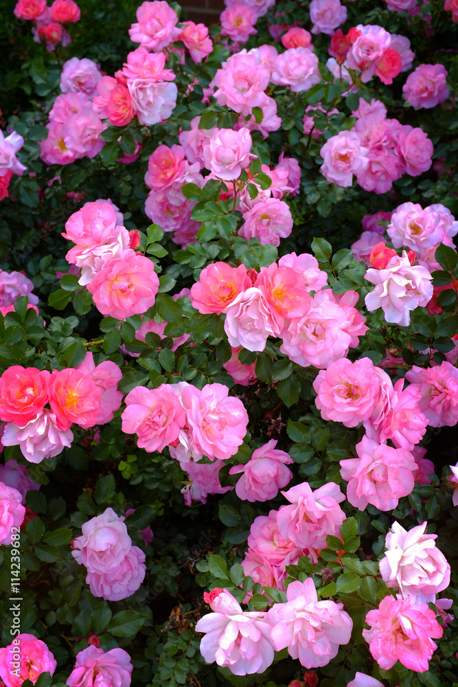 Rosebush as Part of Landscaping for Home Rosebush as Part of Landscaping for Home