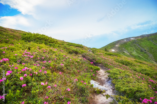 mountain landscape with flowers blossom. trail goes away scene.