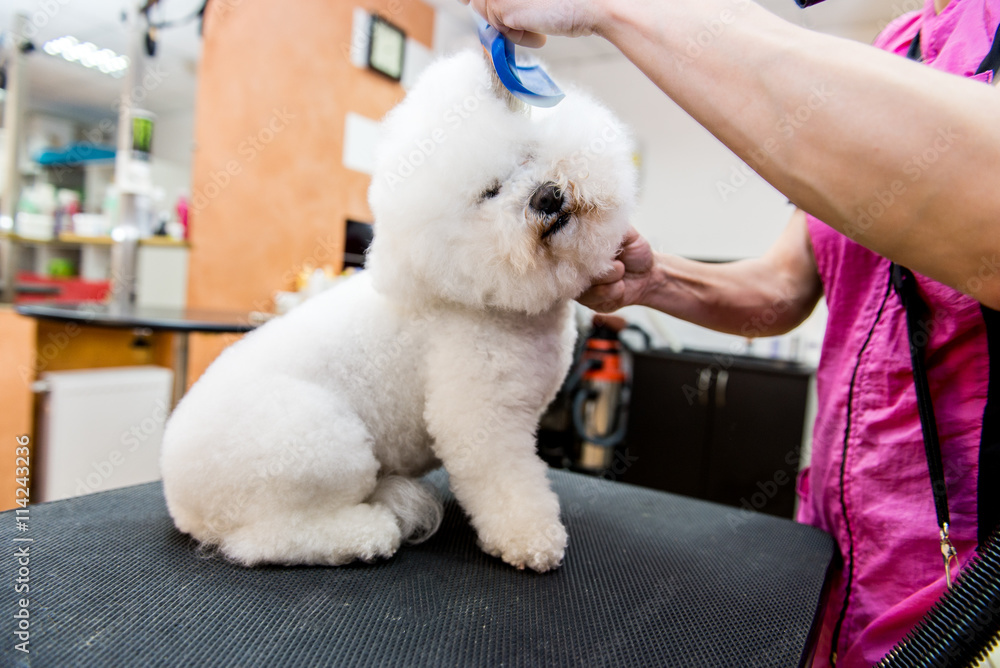 Grooming dogs Bichon Frise in a professional hairdresser Grooming dogs Bichon Frise in a professional hairdresser