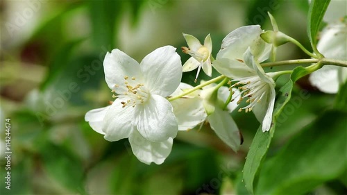 Close view of a jasmine flower on the wind for nature backgrounds