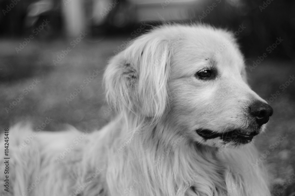 adorable golden retriever . black and white style. adorable golden retriever . black and white style.
