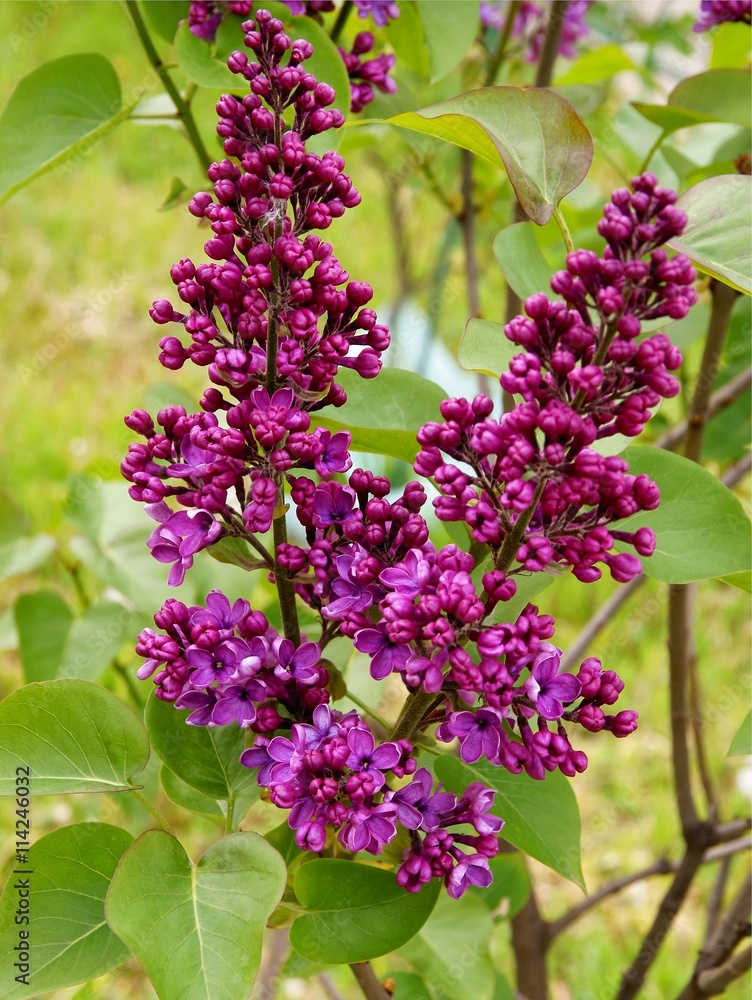 flowers and buds of lilac bush at spring flowers and buds of lilac bush at spring