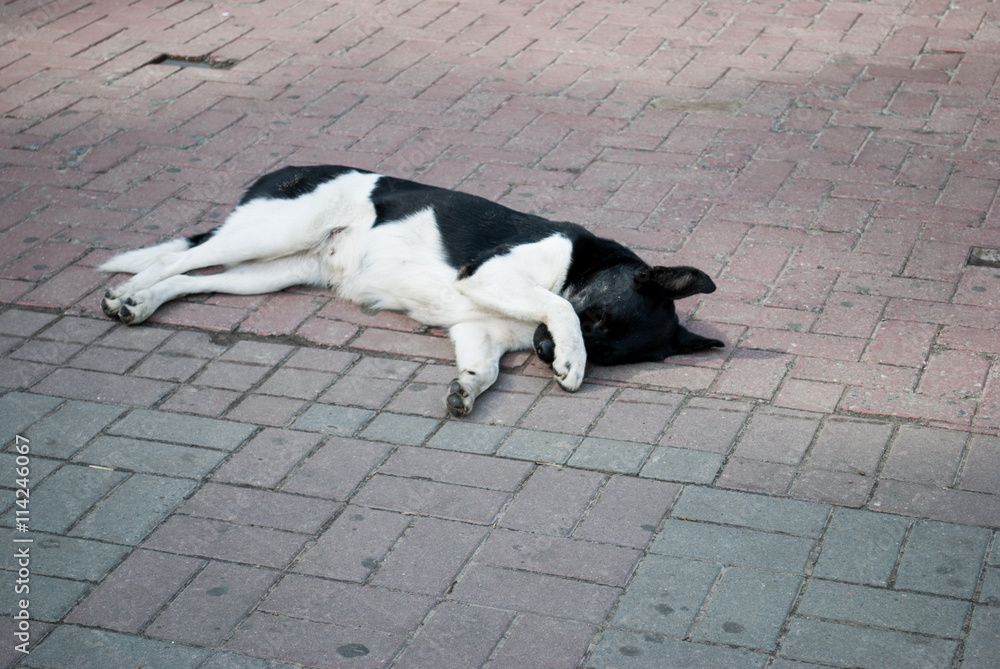 can a dog pass a stone