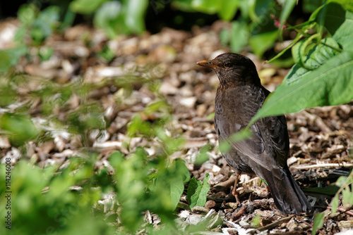 Wallpaper Mural Blackbird, Turdus merula - female. Torontodigital.ca