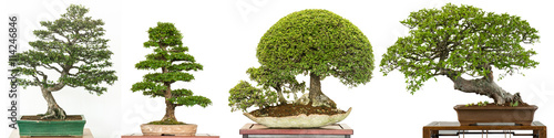 Bonsai Baum als Ulme aus China (Ulmus parvifolia) im Panorama