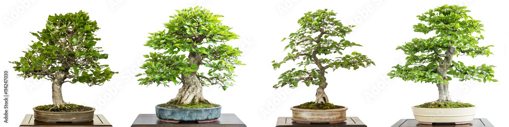 Buche und Hainbuche als Bonsai Baum weiss freigestellt. Stock Photo | Adobe  Stock