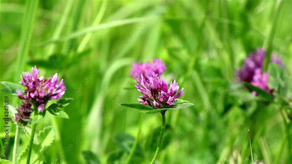 A close view of a wild pink clover on a green field background A close view of a wild pink clover on a green field background