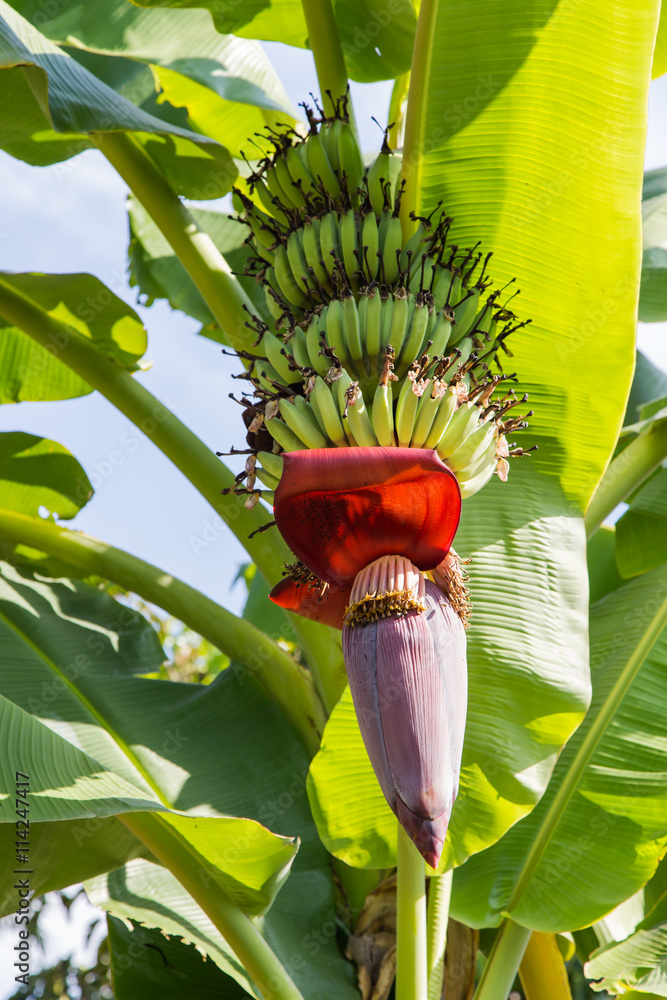 banana and banana blossom